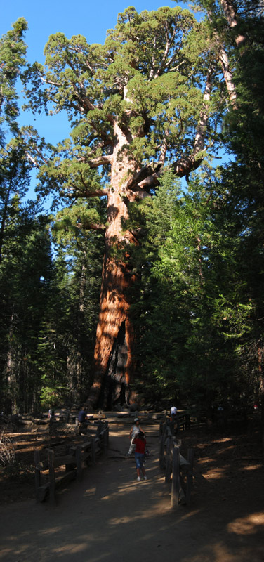 Grizzly Giant Sequoia 2